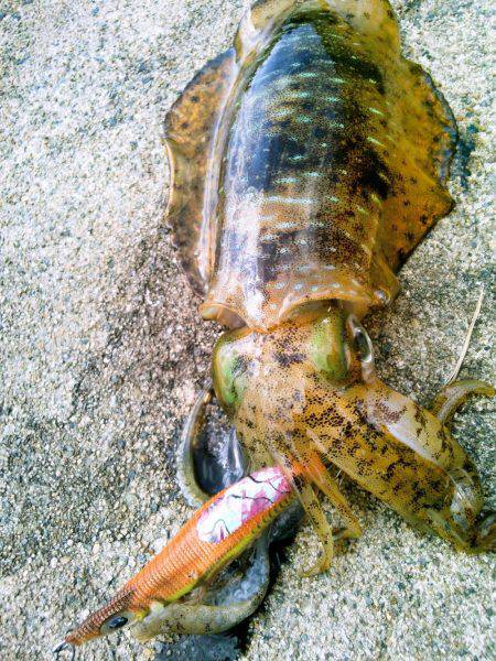 ぶちラッシュ♪