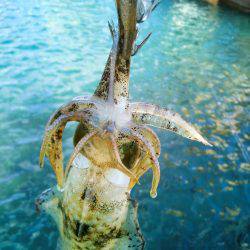 ばば荒れ&強風！