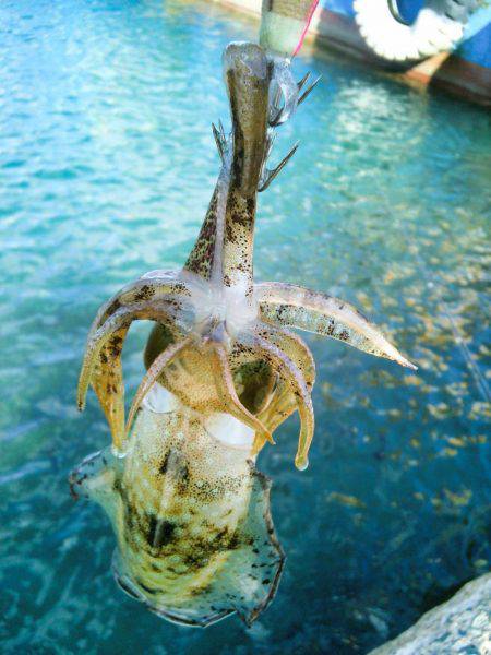 ばば荒れ&強風！