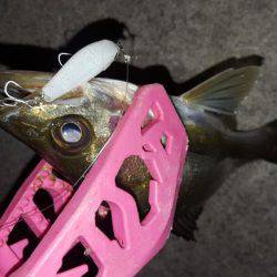 セイゴ釣れてます。