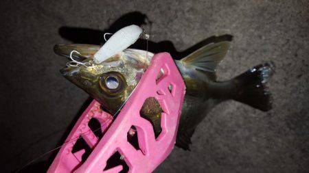 セイゴ釣れてます。