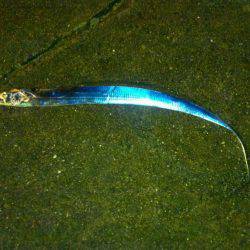 マリーナでタチウオ