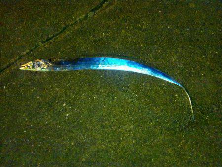 マリーナでタチウオ