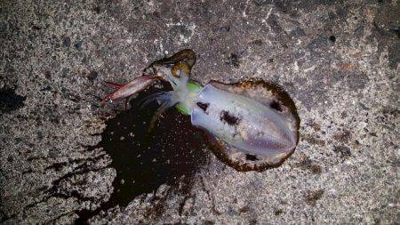 大混雑のなかエギング