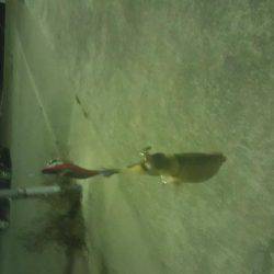 エギング開始5分でゲット