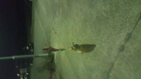 エギング開始5分でゲット