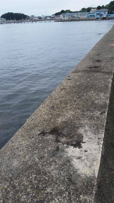 ちょっとエギング