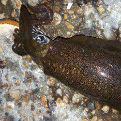 明け方前にエギング！