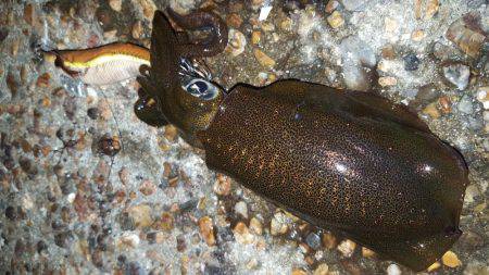 明け方前にエギング！