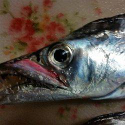 太刀魚ゲッター