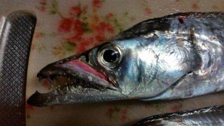 太刀魚ゲッター