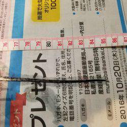 台風後、期待するが撃沈