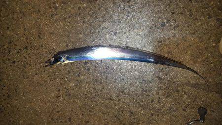 ワインドぶん投げた結果、、、