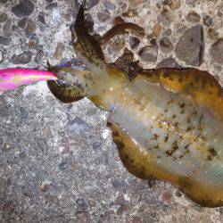 アオリイカ好調