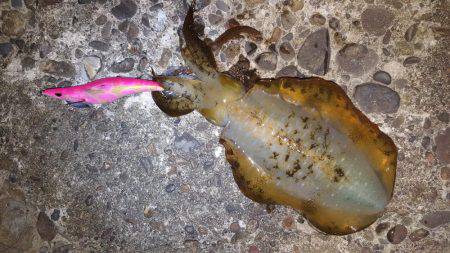 アオリイカ好調