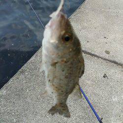 チーバスと夕涼み