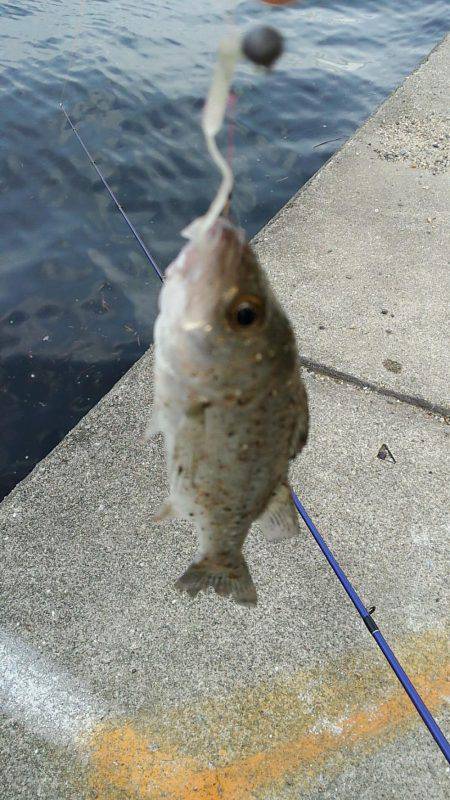 チーバスと夕涼み