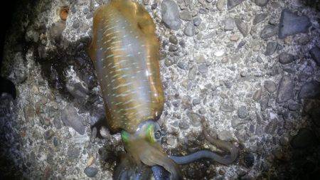 サイズアップ期待して♪