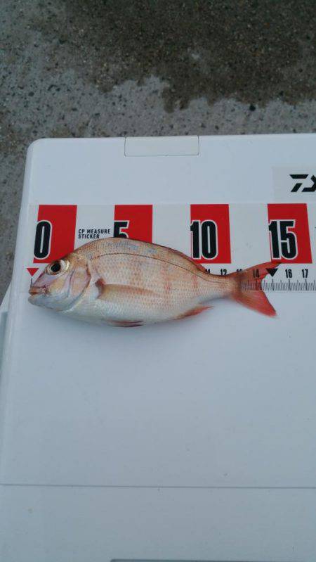 リリースサイズ