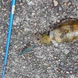 秋アオリが釣りたい　～season2～