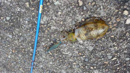 秋アオリが釣りたい　～season2～