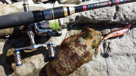 アオリイカ好調♪