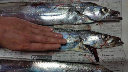 ﾃﾝﾔ引き釣り