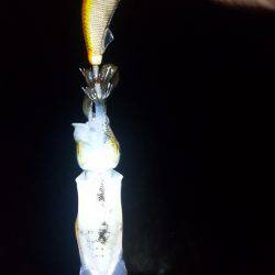 二見でエギング～♪