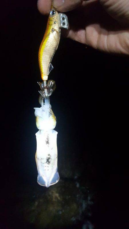 二見でエギング～♪