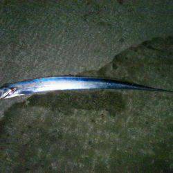 水軒でタチウオ