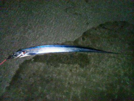 水軒でタチウオ