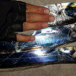 タチウオ調査！