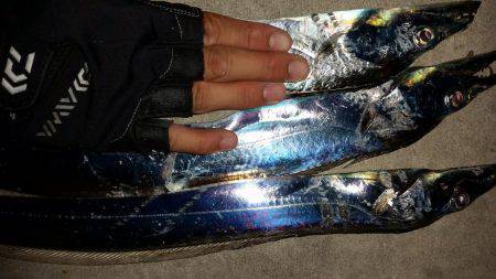 タチウオ調査！