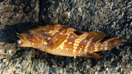 エギング中心でいってきました！