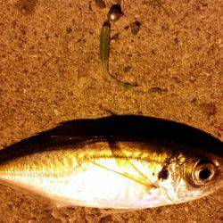 晩飯狙いにサクッとアジング!!