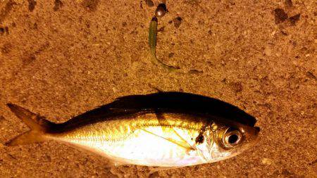 晩飯狙いにサクッとアジング!!