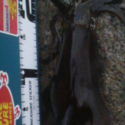 なめてました。