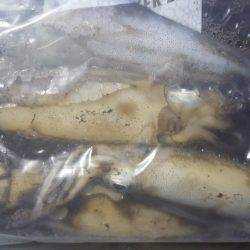 ちょい渋エギング！