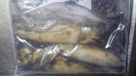 ちょい渋エギング！