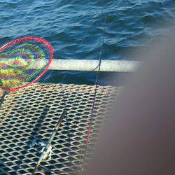 しぶーいセイゴ釣り