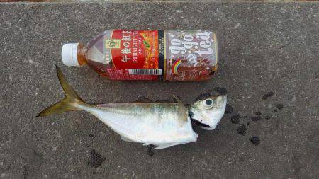 久々のタチウオ釣行