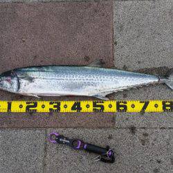 ショアジギング