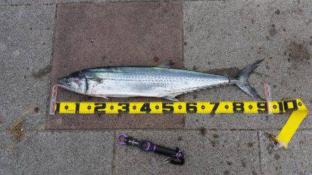 ショアジギング