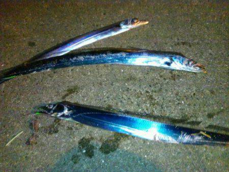 マリーナでタチウオ