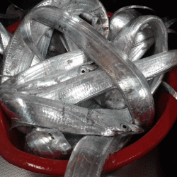 姫路タチウオ爆釣(2016-2)