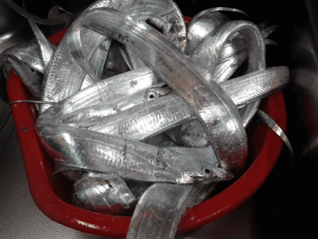 姫路タチウオ爆釣(2016-2)