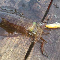 朝マヅメのアオリイカ