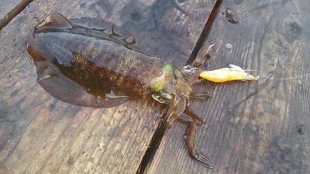 朝マヅメのアオリイカ