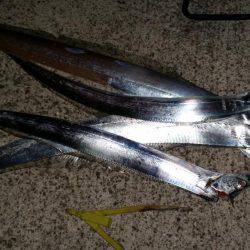 ジグとバイブでタチウオ