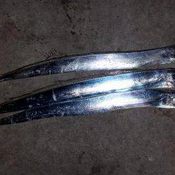 タチウオ調査！